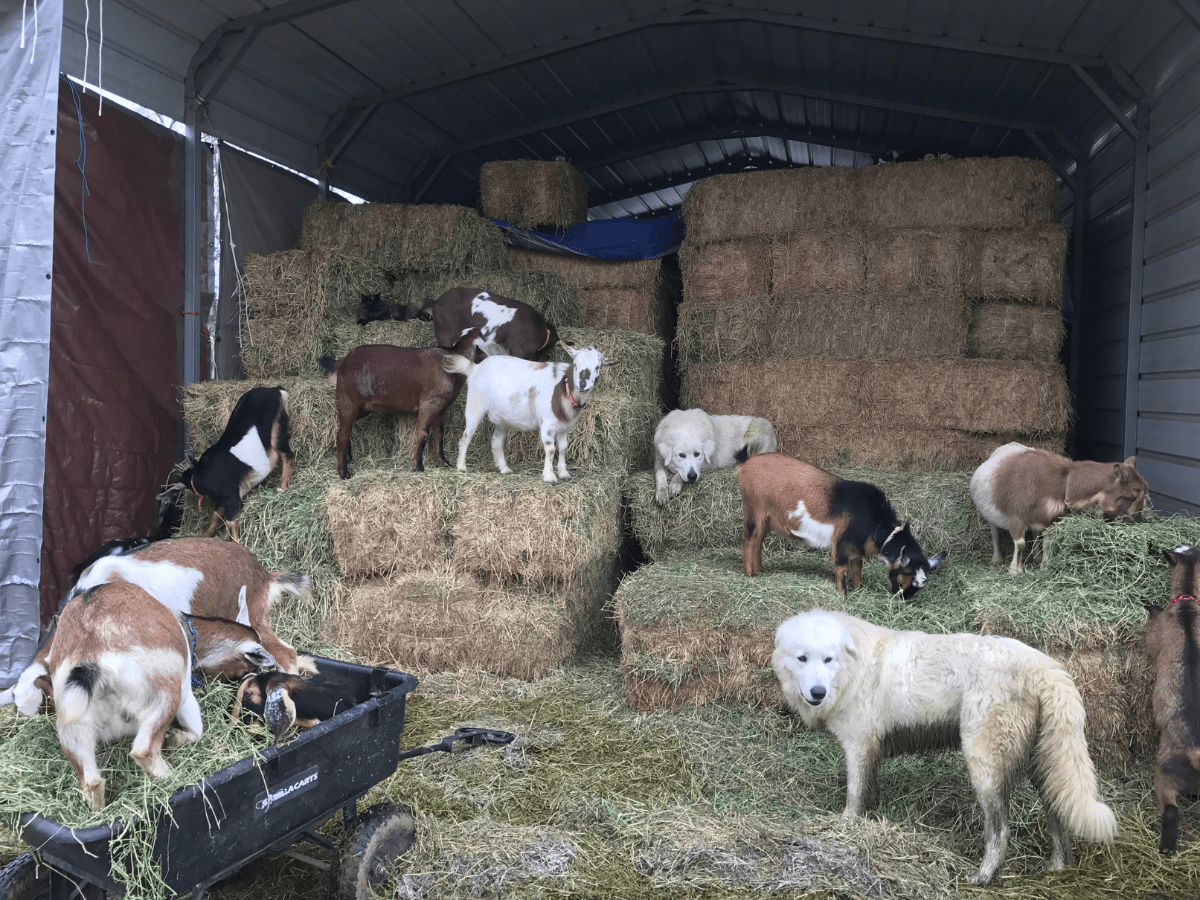 1 1 21 How Can I Keep My Maremma Sheepdog Cool in the Summer Heat?