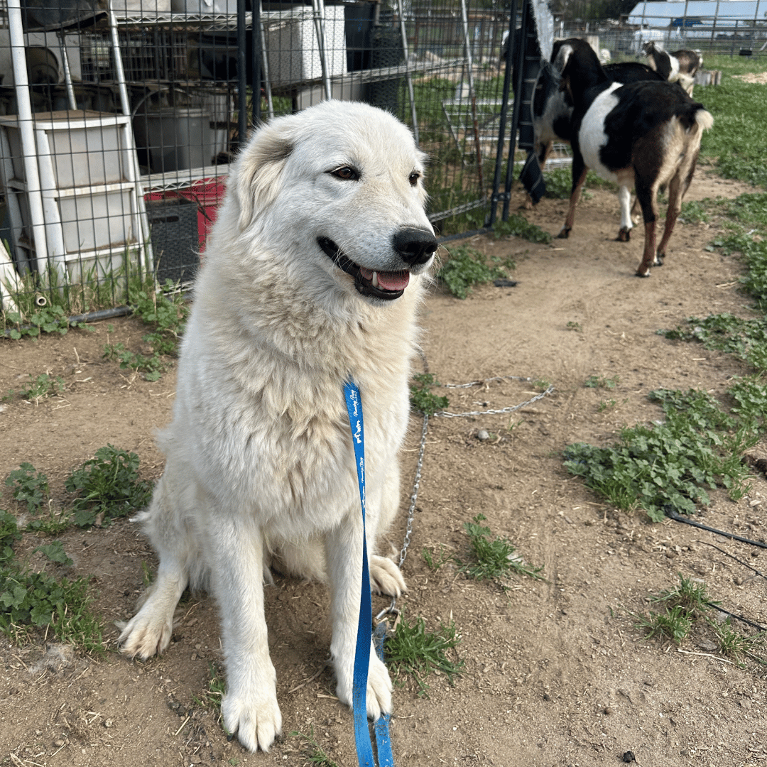 10 2 Our Breeding Females