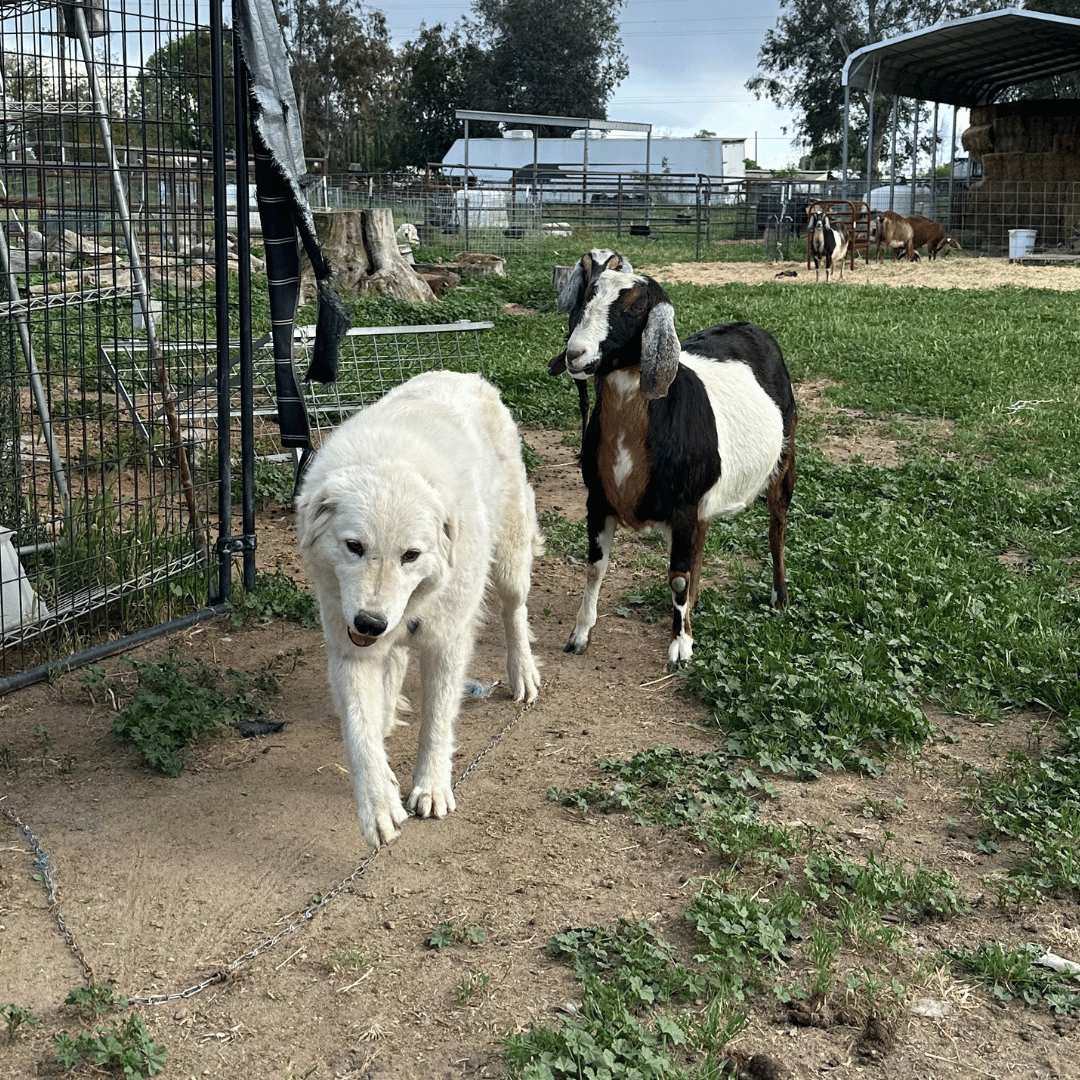 11 2 Our Breeding Females