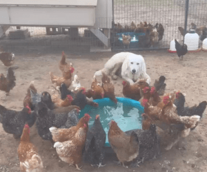 11 11 7 How Can I Keep My Maremma Sheepdog Cool in the Summer Heat?