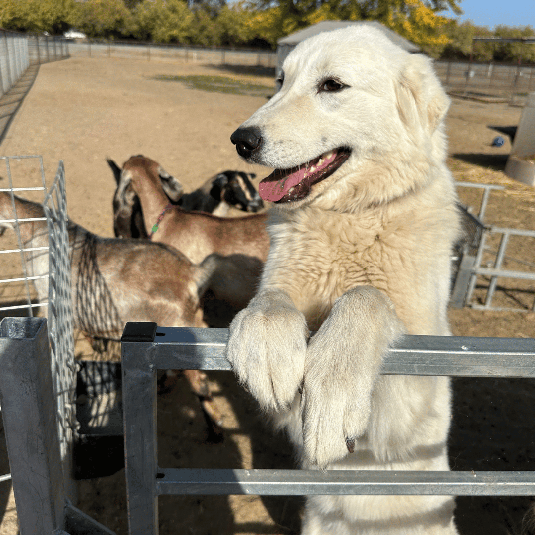 12 1 Our Breeding Females