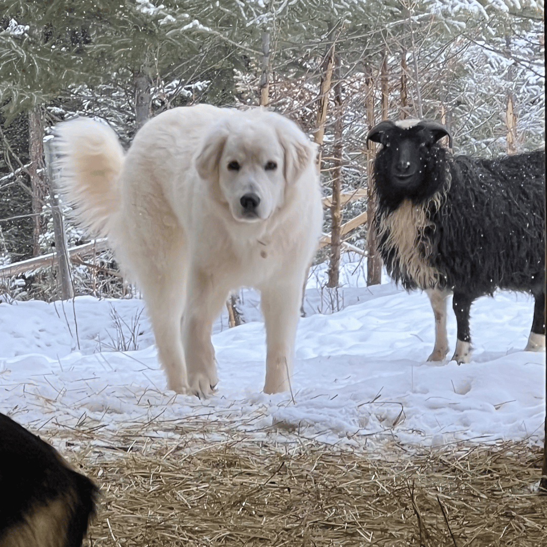 13 1 Why Choose a Prancing Pony Farm Maremma Sheepdog