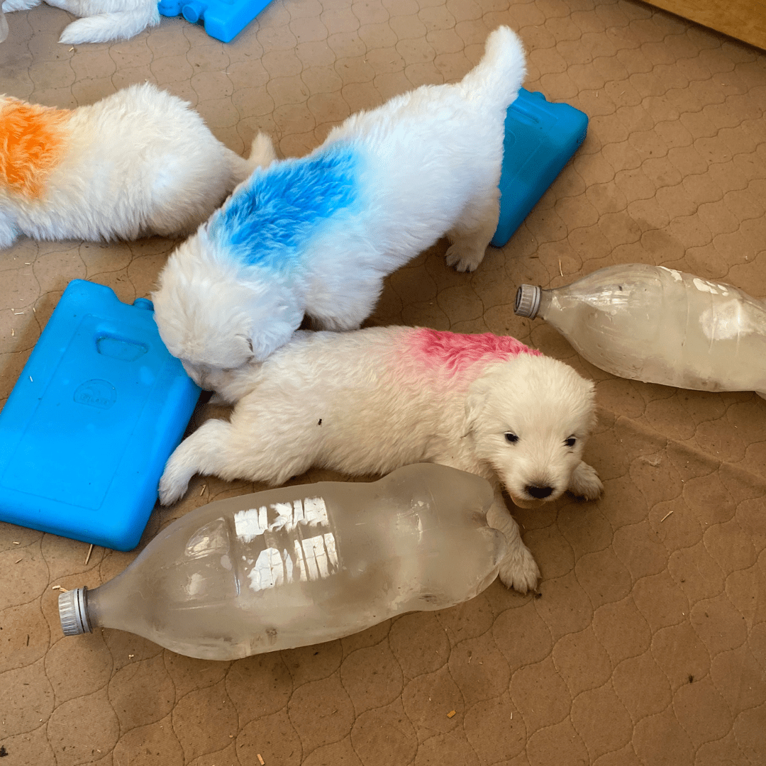 13 13 5 How Can I Keep My Maremma Sheepdog Cool in the Summer Heat?