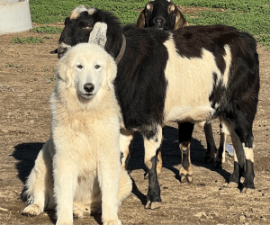 13 7 Available Adult & Adolescent LGDs