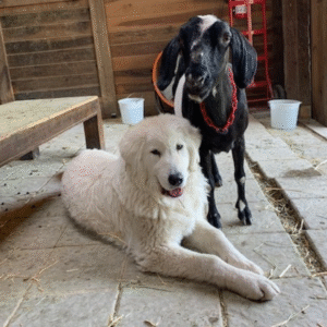 Maremma $3745 Payment