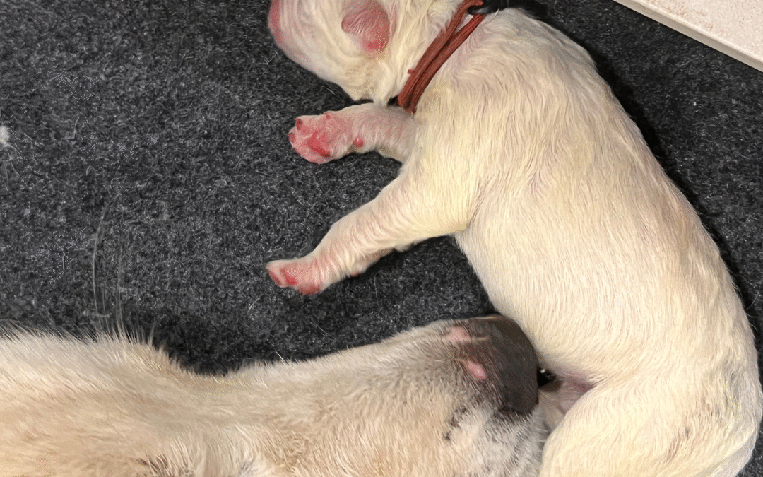 From Helpless to Hero: The Remarkable Journey of LGD Puppy Development