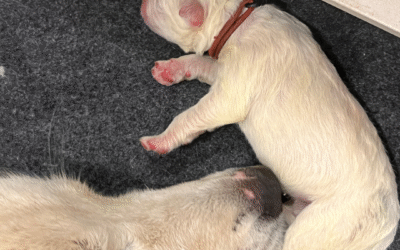 From Helpless to Hero: The Remarkable Journey of LGD Puppy Development
