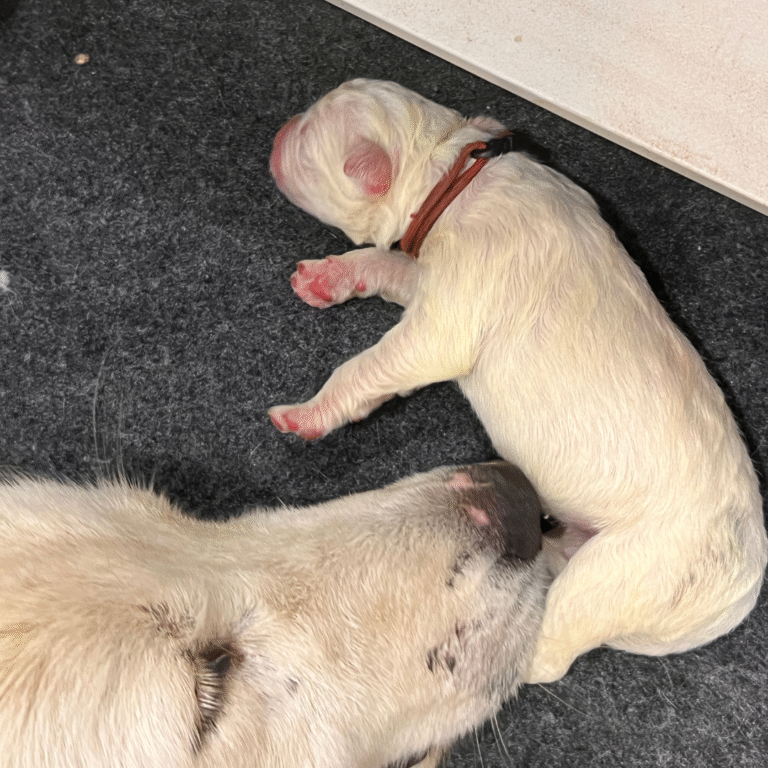 From Helpless to Hero: The Remarkable Journey of Maremma Sheepdog Puppy Development