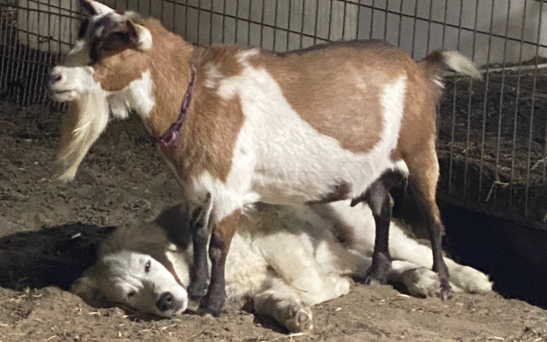 Livestock Integration for LGD Puppies: From Observation to Interaction