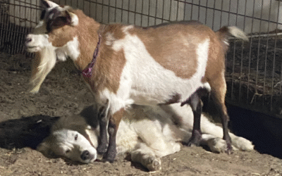 Livestock Integration for LGD Puppies: From Observation to Interaction