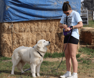 29 1 Shipping Your Puppy Commercially