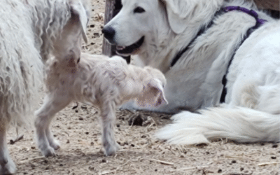 Last Chance: Why You Need to Reserve Your Livestock Guardian Dog This Week