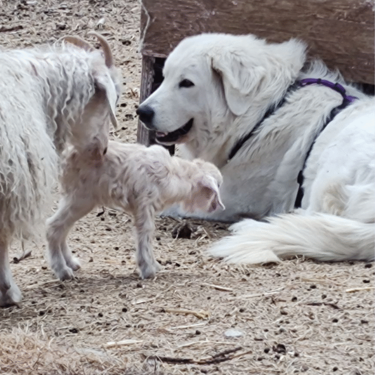 Last Chance: Why You Need to Reserve Your Livestock Guardian Dog This Week