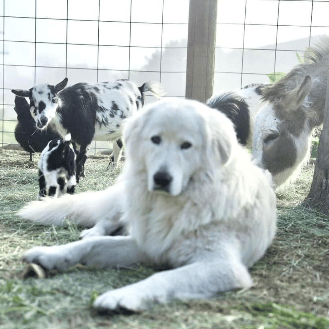 3 3 3 Maremma Application