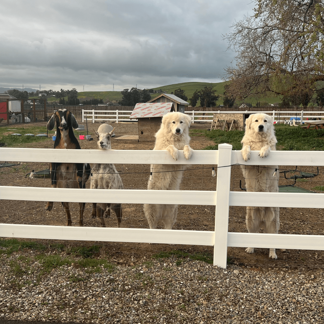 4 4 10 The Best Time to Get Livestock Guardian Dogs (Why Winter Works for Maremma Sheepdogs)