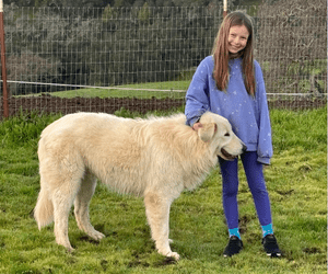 Maremma $4500 Payment