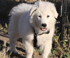 49 Shipping Your Puppy Commercially