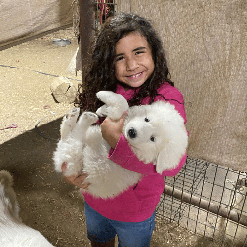 5 5 17 Maremma Puppy Selection Process