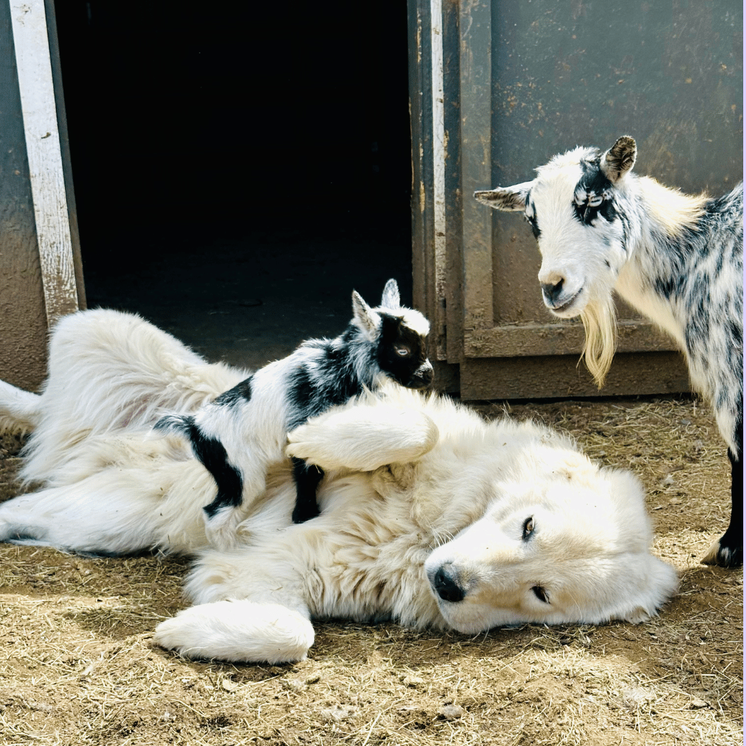 5 5 4 Maremma Match Quiz Results: Puppies