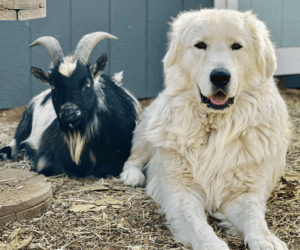 6 6 11 Maremma Sheepdog: The Complete Breed Guide (Temperament, Training & Real-Life Experience)