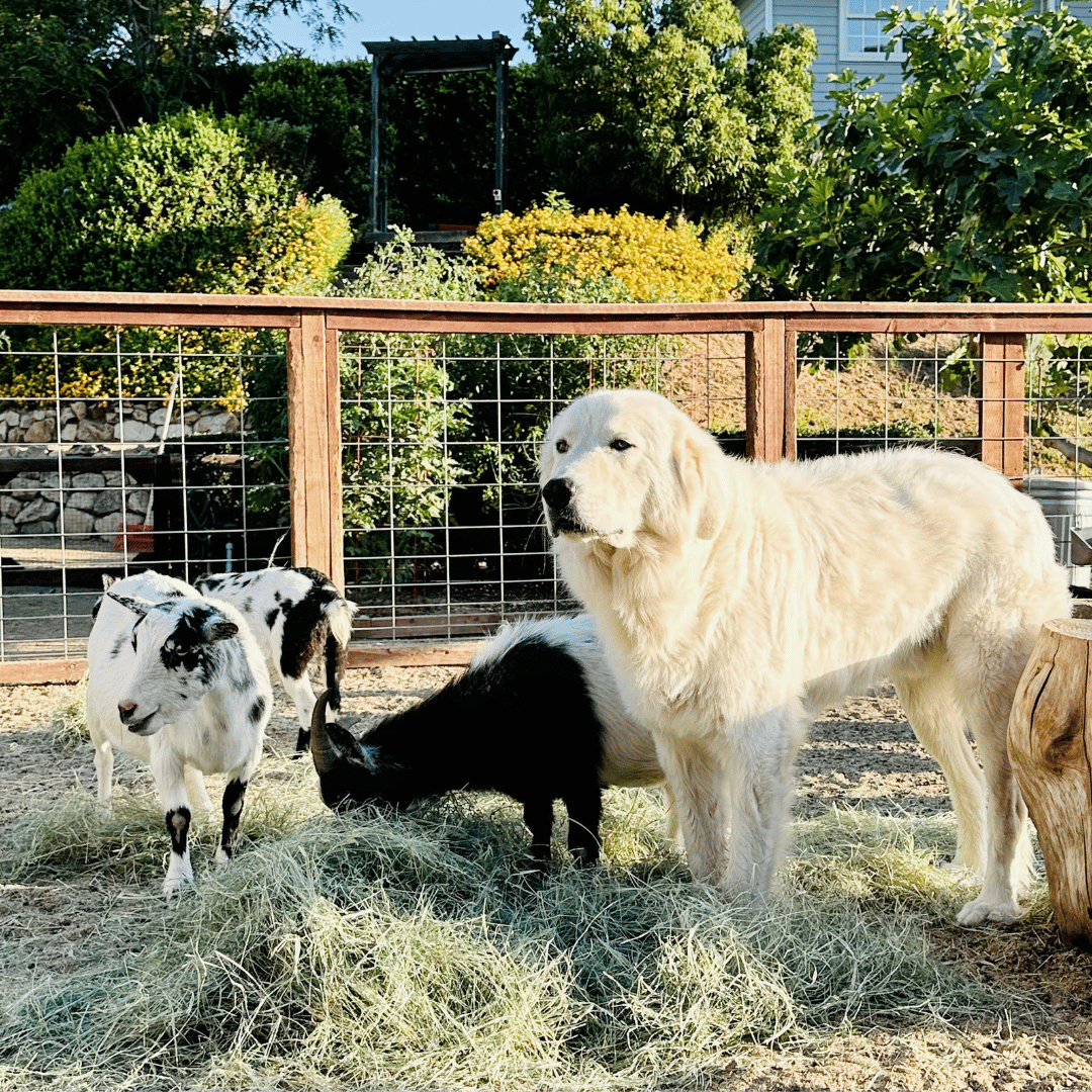 6 6 2 Lifetime Return Policy