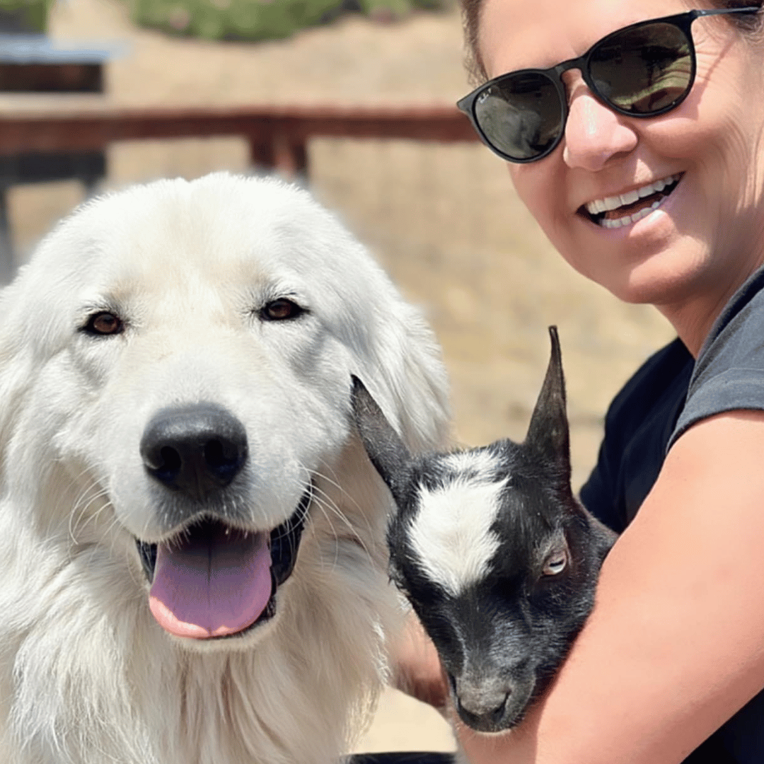 7 7 1 Your Match: Adult Maremmas