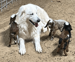 7 7 9 The Best Time to Get Livestock Guardian Dogs (Why Winter Works for Maremma Sheepdogs)