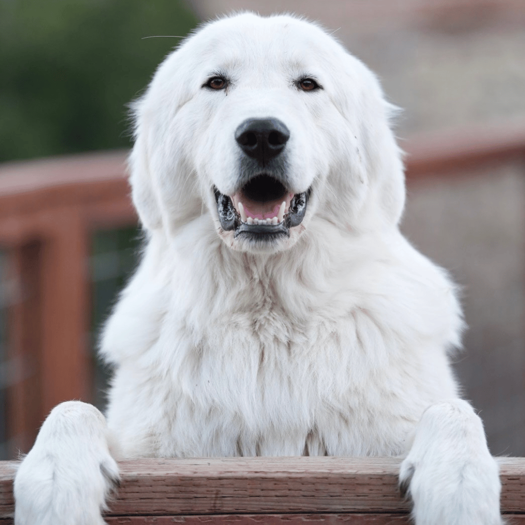 9 2 Find Your Maremma Match: Free Quiz