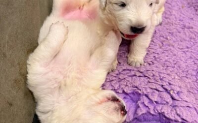 The most important 84 days in a livestock guardian dog’s life just started ⏰