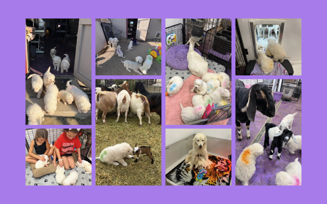 The Puppy Parlor Method: How We Raise and Socialize Livestock Guardian Dog Puppies