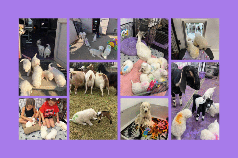 The Puppy Parlor Method: How We Raise and Socialize Maremma Sheepdog Puppies