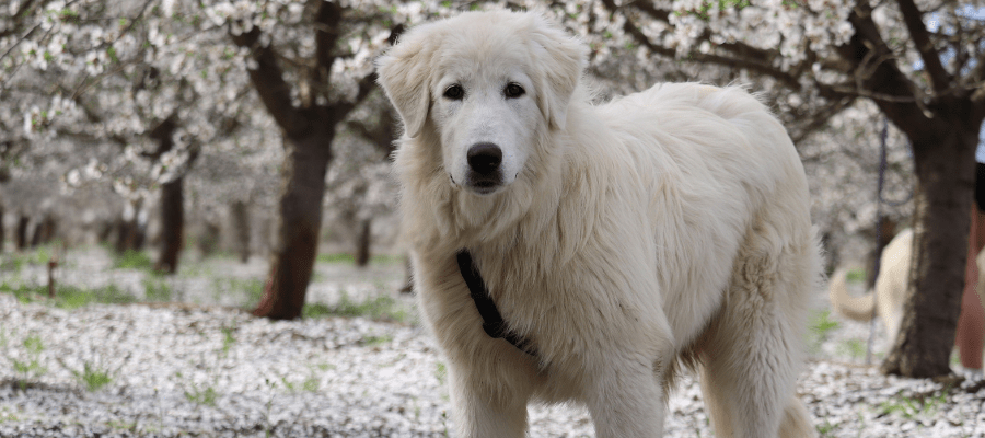 Quiz Cover 900 x 400 px 8 Breeding Candidates Program