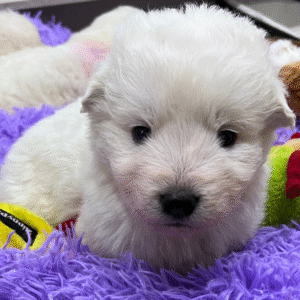 Maremma Sheepdog Litter Commitment Payment