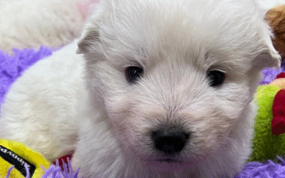 The Complete Livestock Guardian Dog Puppy Parasite Prevention Protocol: Protecting Your Investment From Day One