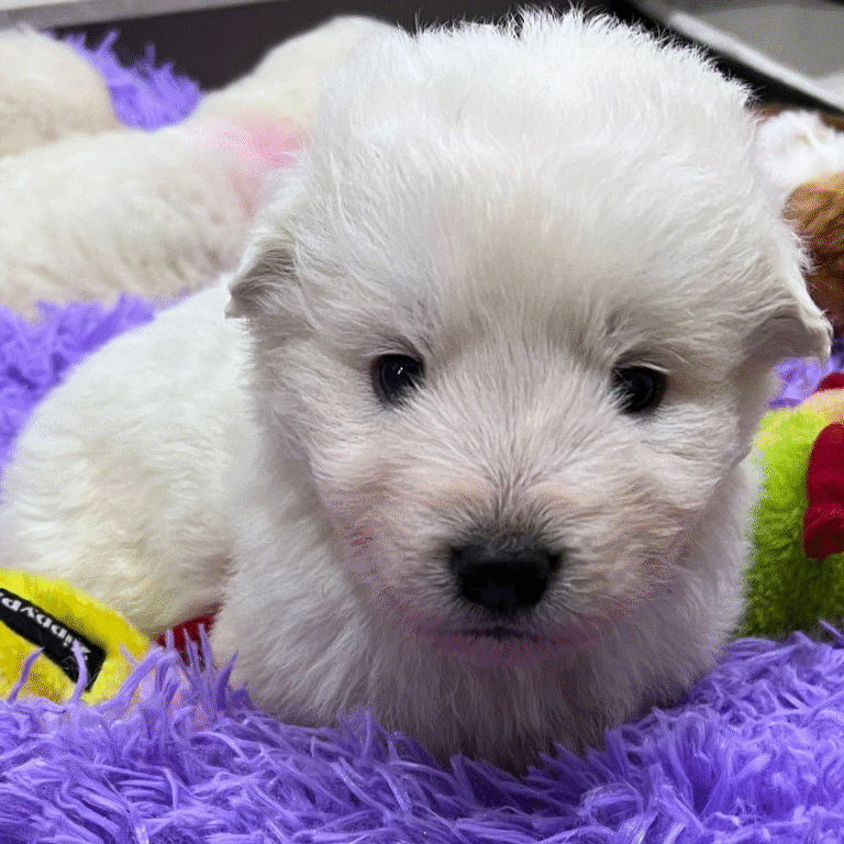 The Complete Livestock Guardian Dog Puppy Parasite Prevention Protocol: Protecting Your Investment From Day One