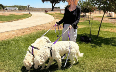Why Smart Planning Makes All the Difference: Your Guide to Maremma Success