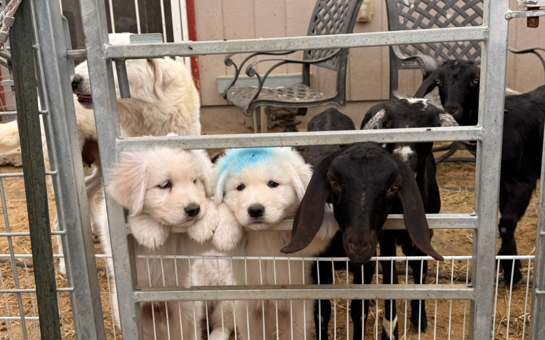 Beyond the Puppy Parlor: What Your Maremma Sheepdog Needs Next