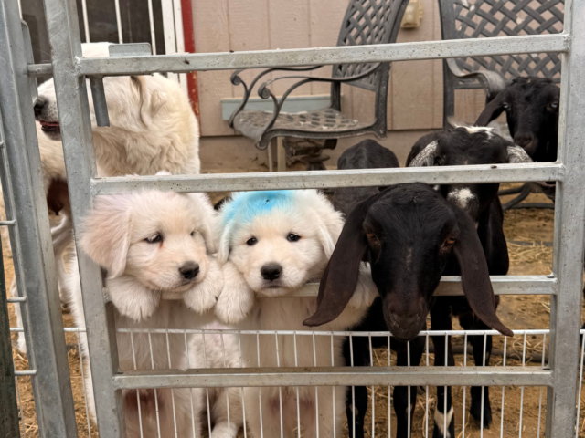 Beyond the Puppy Parlor: What Your Maremma Sheepdog Needs Next