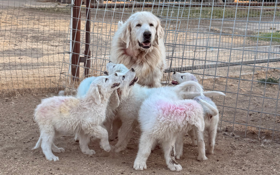 Livestock Guardian Dog Socialization: Meet Genevieve, the Maremma Mentor Who Perfects Every Puppy’s Education