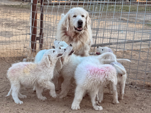Livestock Guardian Dog Socialization: Meet Genevieve, the Maremma Mentor Who Perfects Every Puppys Education