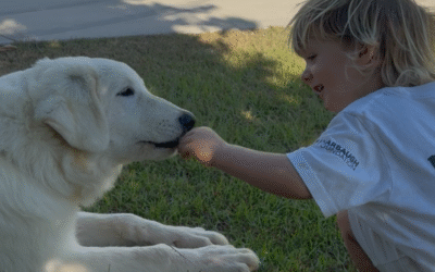 Child Socialization for Livestock Guardian Dogs: Why It’s Crucial for Family Farms