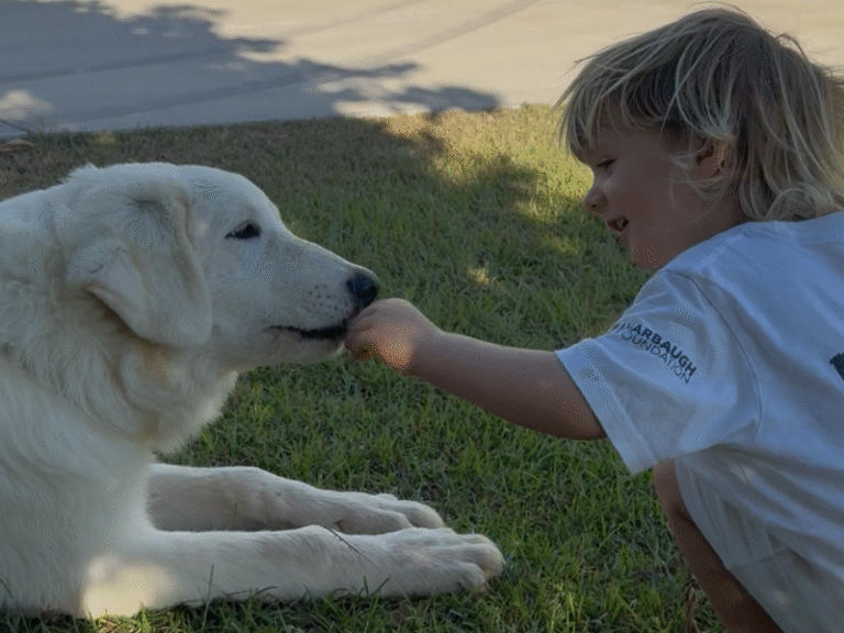 Child Socialization for Livestock Guardian Dogs: Why It’s Crucial for Family Farms