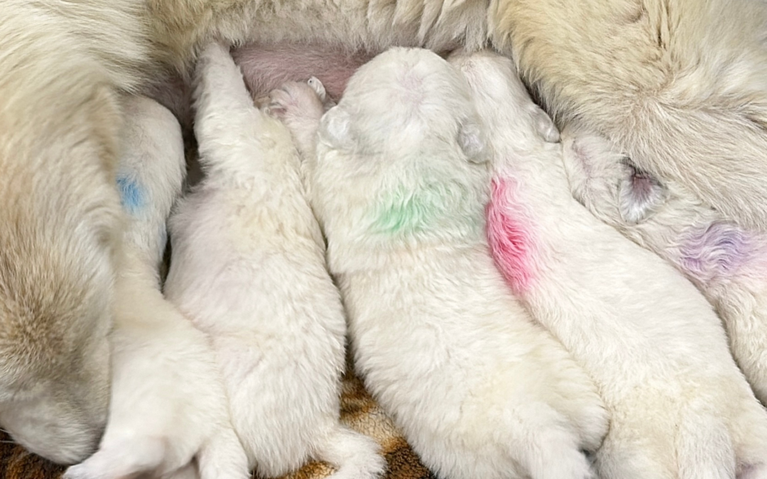 From Helpless to Hero: The Remarkable Journey of Maremma Sheepdog Puppy Development