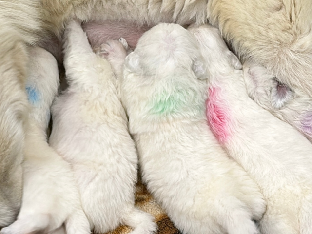 From Helpless to Hero: The Remarkable Journey of Maremma Sheepdog Puppy Development