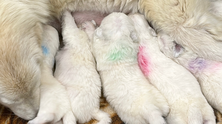 From Helpless to Hero: The Remarkable Journey of Maremma Sheepdog Puppy Development