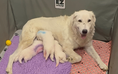 Building Immunity: The Livestock Guardian Dog Health Protocols That Protect Your Investment