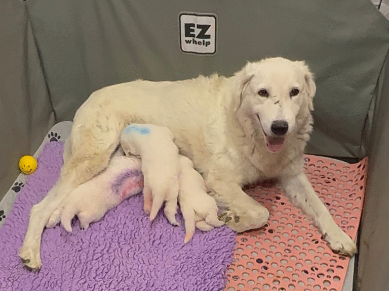 Building Immunity: The Livestock Guardian Dog Health Protocols That Protect Your Investment