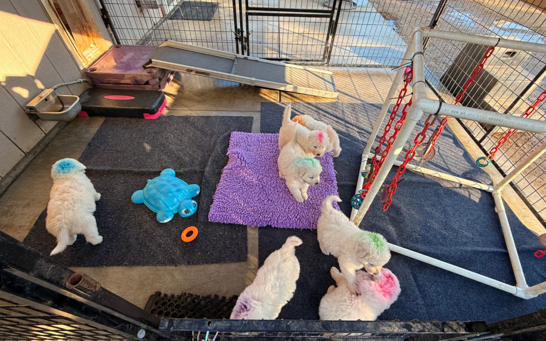 The Puppy Parlor Method: How We Raise and Socialize Maremma Sheepdog Puppies