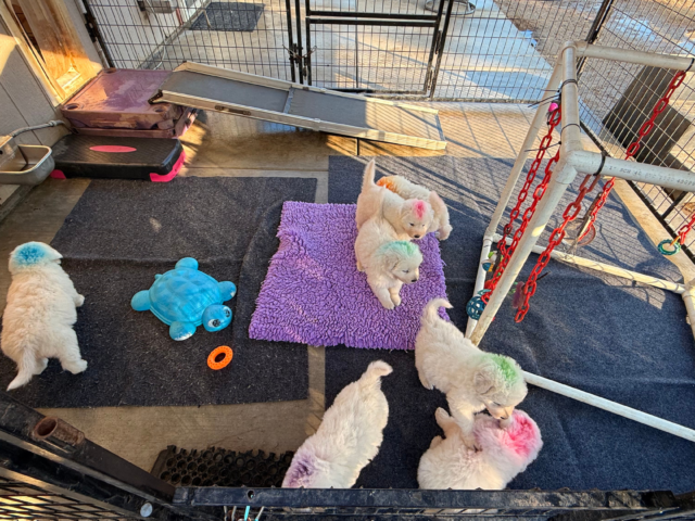 The Puppy Parlor Method: How We Raise and Socialize Maremma Sheepdog Puppies