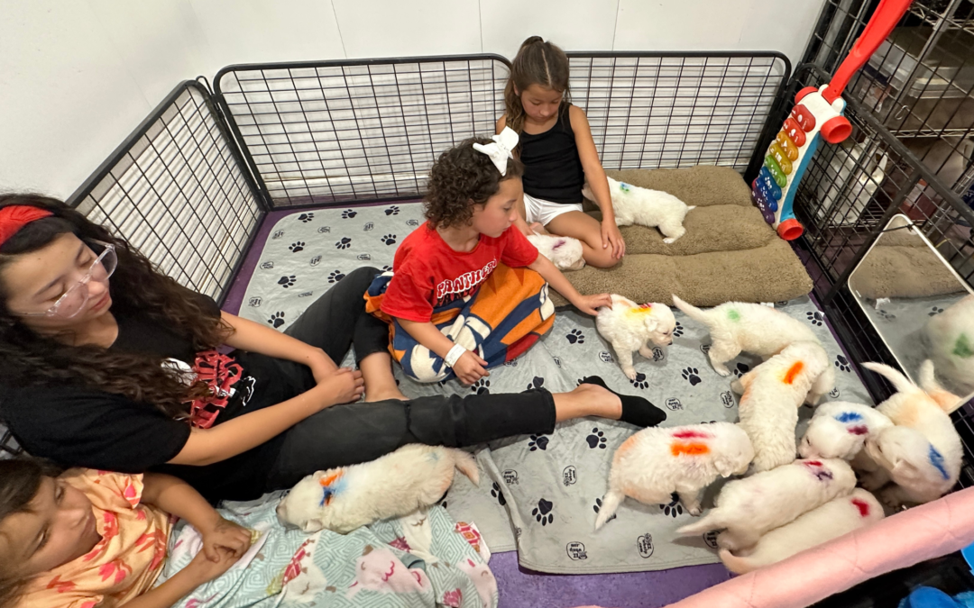 Child Socialization for Maremma Sheepdogs: Why It’s Crucial for Family Farms
